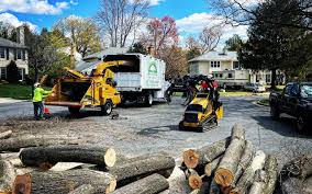 How Our Tree Care Process Works  in Plum, PA